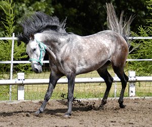 lusitano koppel 300x251